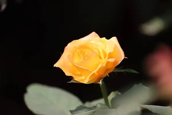 Hermoso arbusto de rosas amarillas en un jardín de primavera. Rose garden.Close rosa amarilla — Foto de Stock