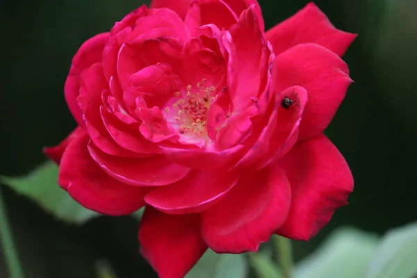 Buds de rosas vermelhas entre folhas verdes. Flor de rosa vermelha florescendo em rosas jardim no fundo flores de rosas vermelhas — Fotografia de Stock