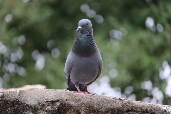 Framsidan av ansiktet av Rock Pigeon ansikte mot ansikte.Rock Duvor publiken gator och torg, lever på kasserad mat och erbjudanden av fågelfrön. — Stockfoto