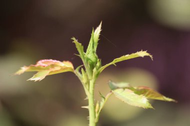 Bahçede yetişen güzel güller. Baharda yetişen güzel sarı güller. Gül bahçesi