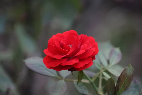 Brotes de rosas rojas entre hojas verdes. flor de rosa roja que florece en el jardín de rosas en el fondo rosas rojas flores — Foto de Stock