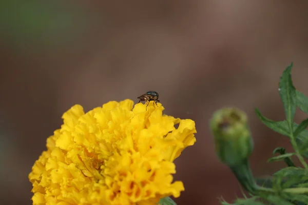 Bumblebee sentado em uma flor de Merigold em um dia ensolarado.A bela flor de merigold no jardim — Fotografia de Stock