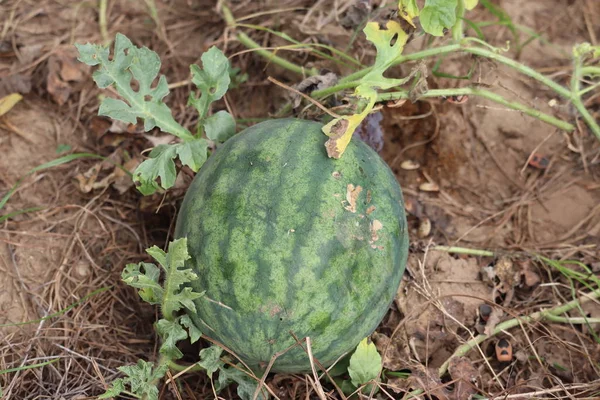Grüne Wassermelone, die im Garten wächst. Landwirtschaft. Natürliche Wassermelone wächst auf dem Feld. — Stockfoto