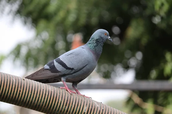 Pigeon Nature India — Stock Photo, Image