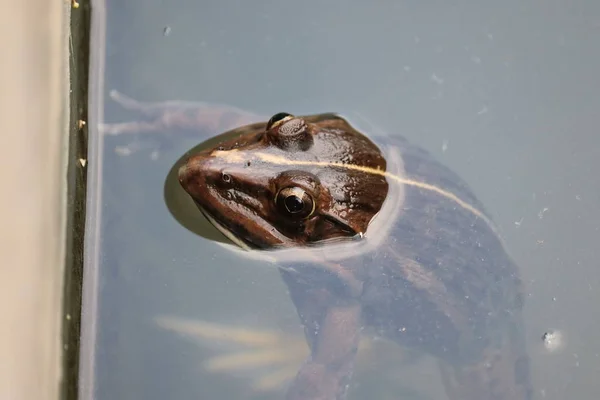 Macro tiro de um sapo macho em water.common sapo na água com fundo branco — Fotografia de Stock