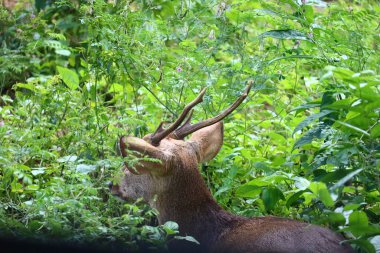 Antilop, antilop, gudu, impala, ceylan ve antilop portreleri.