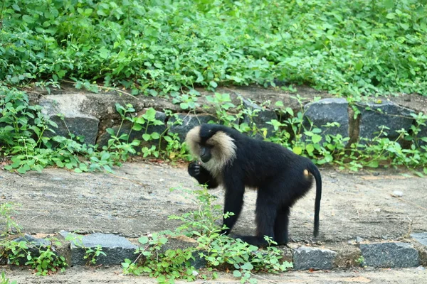 Nahaufnahme eines Löwenschwanzmakaken (macaca silenus) .Löwenschwanzmakaken laufen — Stockfoto