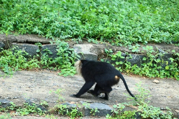 Retrato de macaco de cola de león, cuerpo entero, primer plano — Foto de Stock