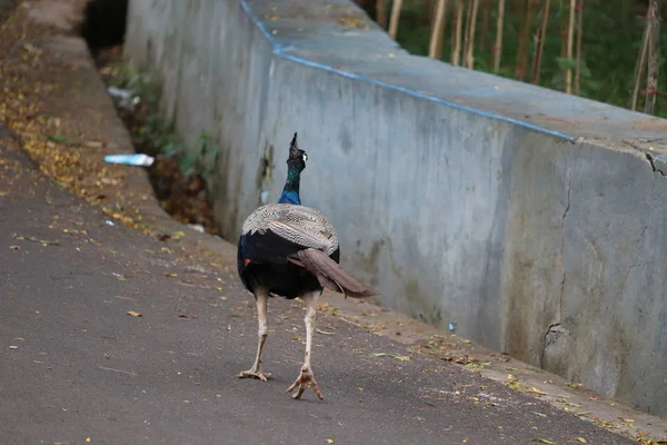 Die königliche Schönheit des Dschungels. Pfauenvogel. Pfau oder männlicher Pfauenauge mit extravagantem Gefieder. schöner Pfau mit gepunkteten Schwanzfedern. Wilder Pfau läuft auf Fußweg. — Stockfoto