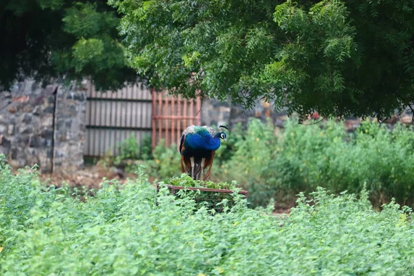 Tavus kuşu erkeğinin doğadaki güzelliği ve zarafeti.