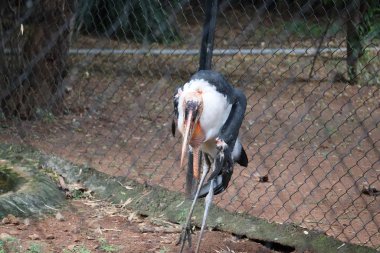 Hayvanat bahçesi kafesinde daha büyük bir emir subayı (Leptoptilos dubius). Bu büyük leyleğin büyük bir kama şeklinde gagası, çıplak bir kafası ve kendine özgü bir boyun kesesi vardır. Bu kuş çoğunlukla Assam (Hindistan) & Kamboçya 'da bulunur.