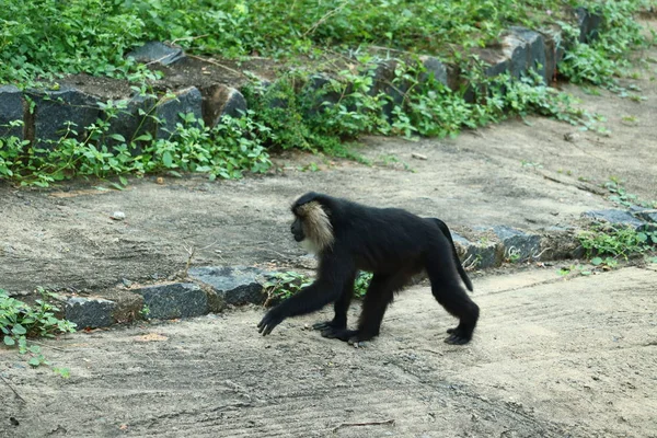 Retrato de Macaco-de-cauda-de-leão, Macaca silenus, macaco da floresta tropical — Fotografia de Stock