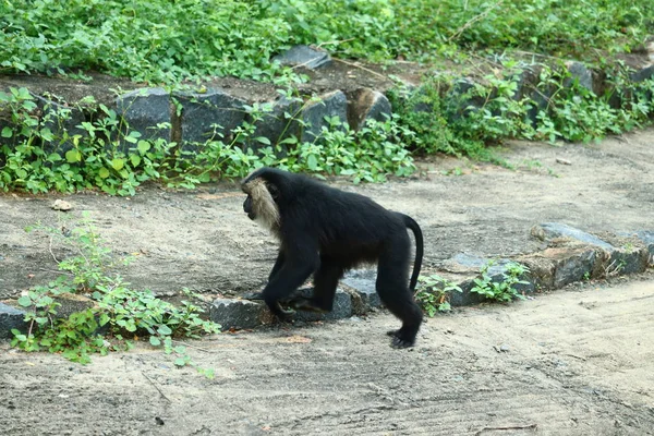Singe macaque à queue de lion dans un parc animal.Portrait de Macaque à queue de lion, Macaca silenus, singe de la forêt tropicale — Photo