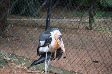 Marabutlar yaklaşın. Daha büyük emir subayı (Leptoptilos dubius) leylek familyasının bir üyesidir. Dosya # 272935813 Önizleme Mahsulü Benzer Leptoptilos Dubius 'u Hindistan hayvanat bahçesinde bul.