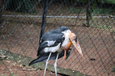 Marabutlar yaklaşın. Daha büyük emir subayı (Leptoptilos dubius) leylek familyasının bir üyesidir. Dosya # 272935813 Önizleme Mahsulü Benzer Leptoptilos Dubius 'u Hindistan hayvanat bahçesinde bul.