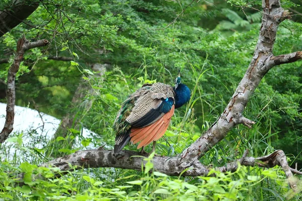 Muž Indický modrý pavouk (Pavo Cristatus), detailní záběr na hlavu v profilu. — Stock fotografie