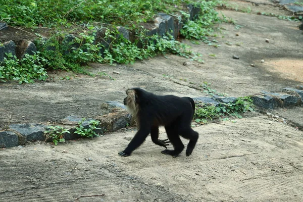 lion-tailed macaque walking.Portrait of lion tailed macaque, full body, close up