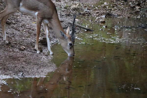 Impala-Herde mit Spiegelungen im Wasser. Schöne Impala-Antilope trinkt vorsichtig aus einem Teich — Stockfoto