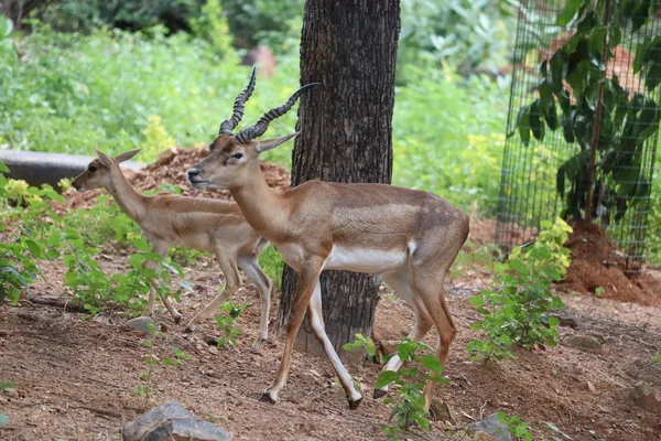 Vista trasera del impala parado en el campo herboso.Antílope masculino del impala parado en la hierba sombreada —  Fotos de Stock