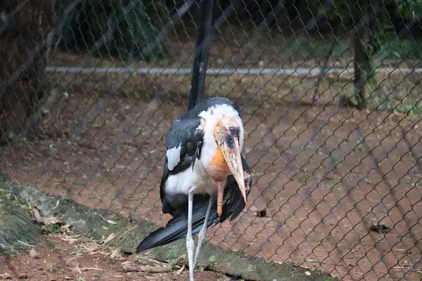 Leptoptilos dubius dans le zoo India.Côté rapproché de la cigogne adjuvante (Leptoptilos dubius) grand oiseau debout sur le fond du champ d'herbe verte . — Photo