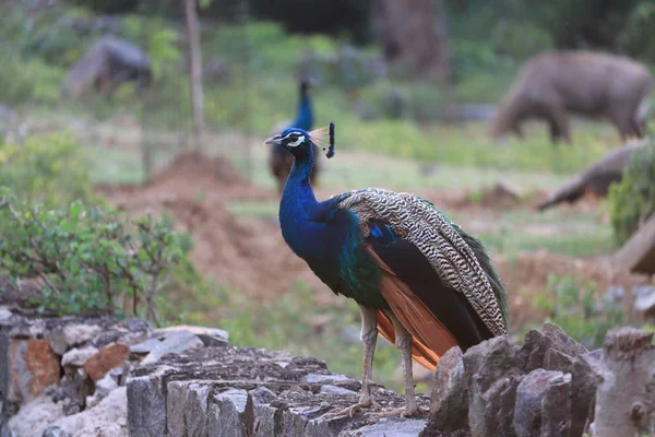 Pfau fotografiert von hinten mit buntem Schwanz im Vordergrund und Kopf im Profil im Hintergrund — Stockfoto