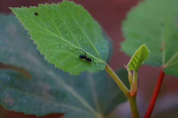 Tek büyük marangoz karınca, makro karınca bulanık arka plan. Çimlerin üzerinde dinlenen karınca..