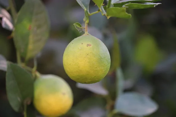 Frutas cítricas (laranja, limão, toranja, tangerina, limão) .Bando de limões amarelos frescos maduros (verdes) em ramos de limoeiro (planta) no jardim indiano — Fotografia de Stock