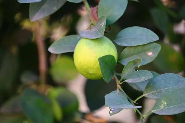 Zitrusfrüchte (Orange, Zitrone, Grapefruit, Mandarine, Limette) .Bündel frischer gelber reifer Zitronen auf Zitronenzweigen im indischen Garten — Stockfoto
