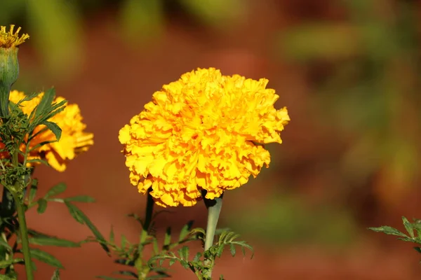 Sfondo vintage piccoli fiori, la natura bella, tonificante disegno primavera nature.Pretty giallo fiore di merigold pianta — Foto Stock