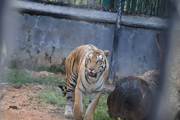 Великий тигр в естественной среде обитания. Тигр ходит во время золотого света. Сцена дикой природы с опасным животным. Жаркое лето в Индии. Тигр в лесу показывает голову и ногу  , — стоковое фото
