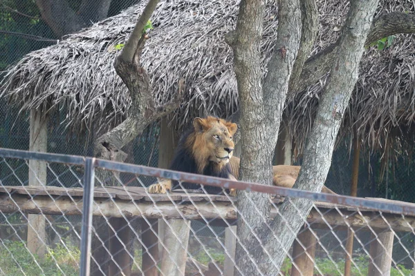 Gros lion mâle couché sur le zoo, en Inde. Un lion regarde vers l'avant dans le ciel. — Photo