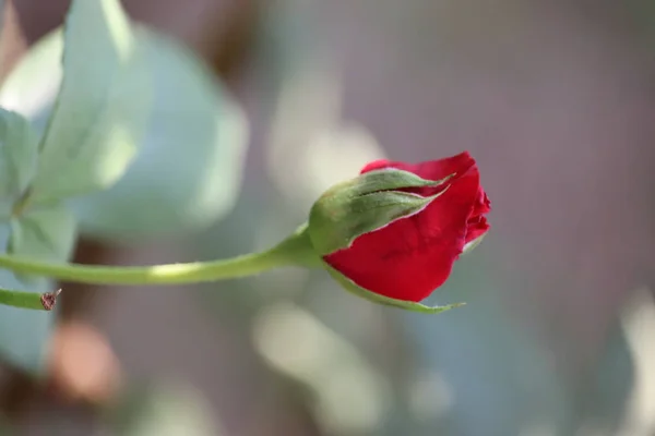 Röd ros blomma blommar i rosor trädgård på bakgrund röda rosor blommor.vintage bakgrund små blommor, natur vacker, toning design vår natur — Stockfoto