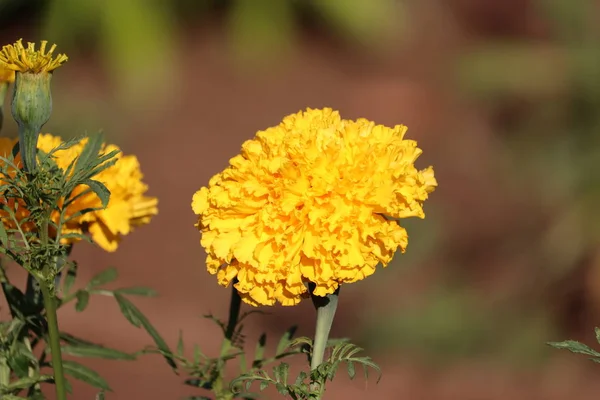 Gul merigold blomma växt — Stockfoto