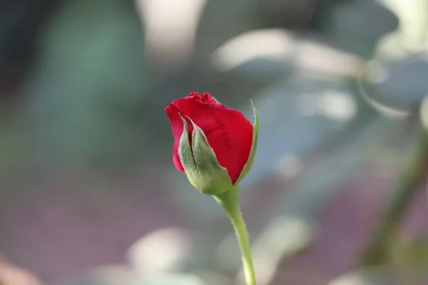 Κόκκινο τριαντάφυλλο λουλούδι ανθίζει — Φωτογραφία Αρχείου