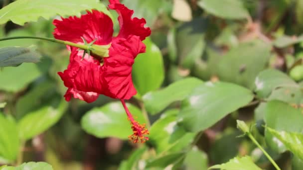 緑の葉を背景にした美しい赤いハイビスカスの花 単一の赤いハイビスカスの花の近景が風にわずかに揺れる — ストック動画