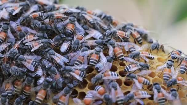 在蜂蜜手机上近距离观察蜜蜂的工作情况 蜂房里的工蜂 蜜蜂将花蜜转化为蜂蜜 并将其封闭在蜂窝中 有选择的重点 软焦点 — 图库视频影像