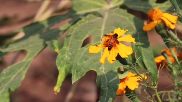 Honey Bee Collecting Pollen Yellow Rape Merigold Flower Blue Sky — Stock Video