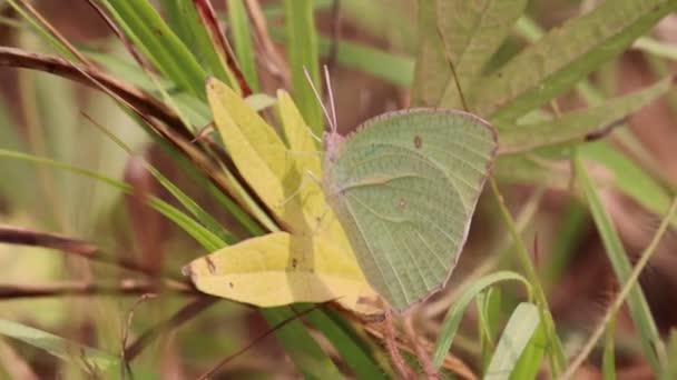 Schmetterling Der Nahrung Auf Gelben Wiesenblumen Garten Mit Grünen Hintergrundblättern — Stockvideo