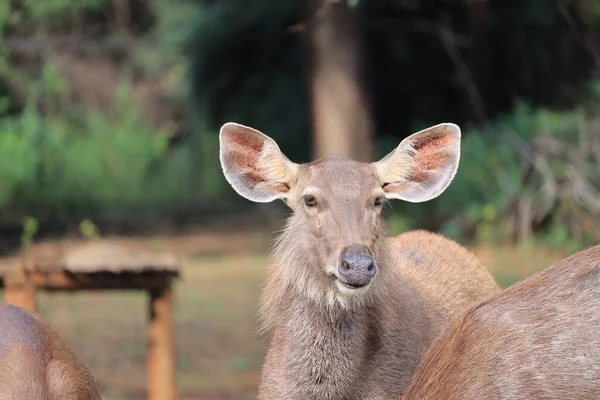 Grand cerf rouge noble adulte avec de grandes cornes, magnifiquement tourné tête. Paysage animalier européen avec cerf cerf. Portrait de cerf solitaire avec gros bois de cerf au fond de forêt de bouleau, Inde — Photo