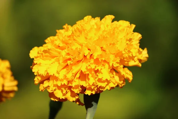 Évjárat háttér kis virágok, természet szép, toning design tavasz természet.fényes sárga merigold virág növény — Stock Fotó