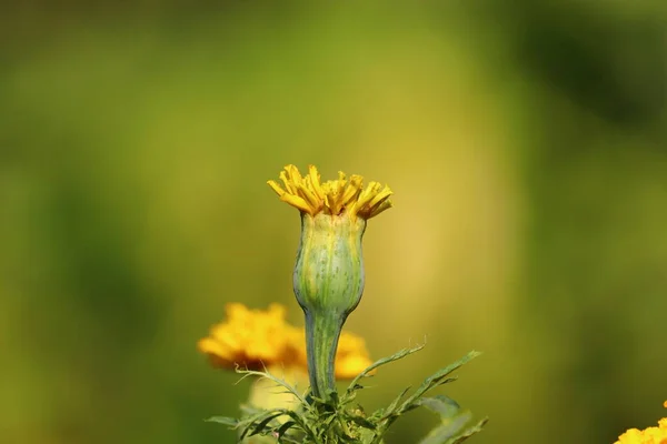Bel fiore Merigold giallo primo piano meridold flower.Yellow fioritura nel parco, India — Foto Stock