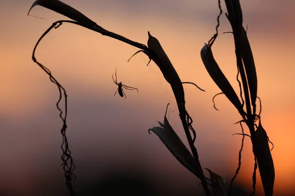 Les fleurs des prés tôt le matin frais et ensoleillé. Paysage d'automne vintage .Une araignée à longues pattes est silhouette contre le soleil couchant et un ciel orange. Araignée sur le fond du soleil du soir . — Photo