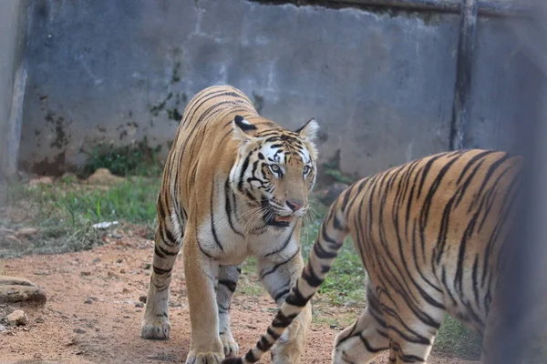 Tiger in the nature habitat. Tiger male walking head on composition. Wildlife scene with danger animal. Hot summer in tamilnadu, India — Stock Photo, Image