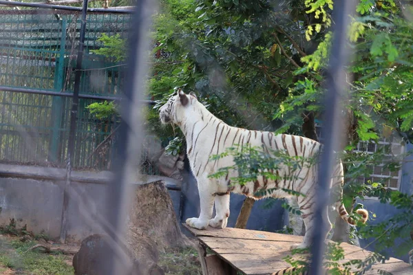 A tiger is climbing the fence to see visitors inside the zoo, india — стоковое фото