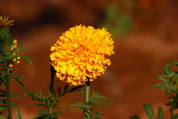 Hermosas flores de caléndula en el jardín — Foto de Stock