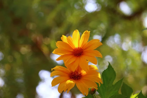 Girasoles sobre fondo amarillo.prado — Foto de Stock