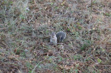 Hint sincabı baharda besleniyor.