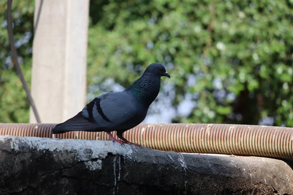 Close up (dancing) pigeon bird background — Stock Photo, Image