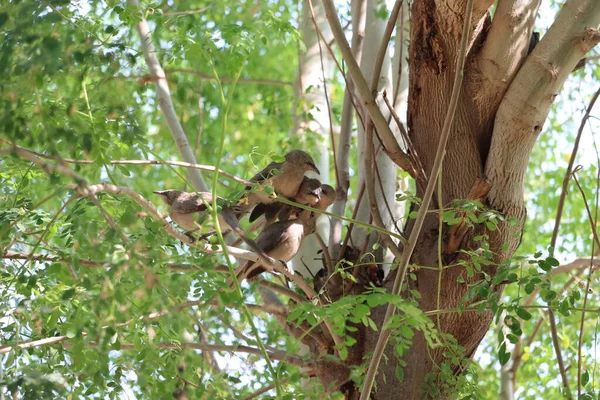 Quelques oiseaux sur une branche — Photo