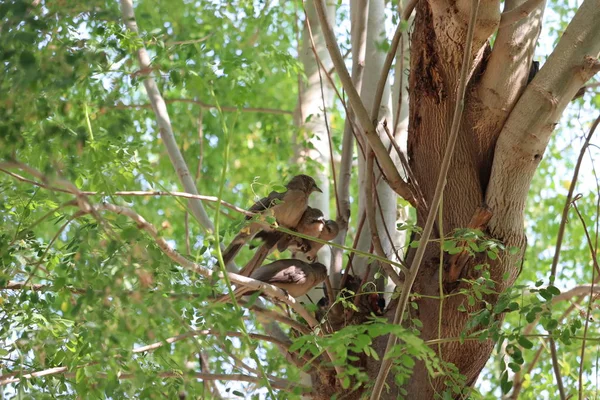 Quelques oiseaux sur une branche — Photo
